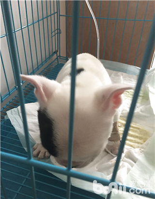 圖2 精神不振 腹部蜷縮