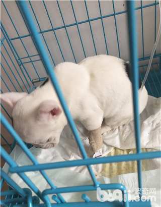 圖1 法牛幼犬營養性貧血