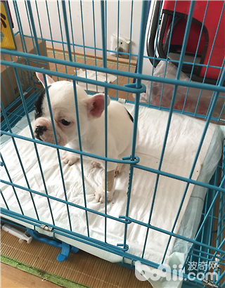 圖4 病犬間歇性想要嘔吐