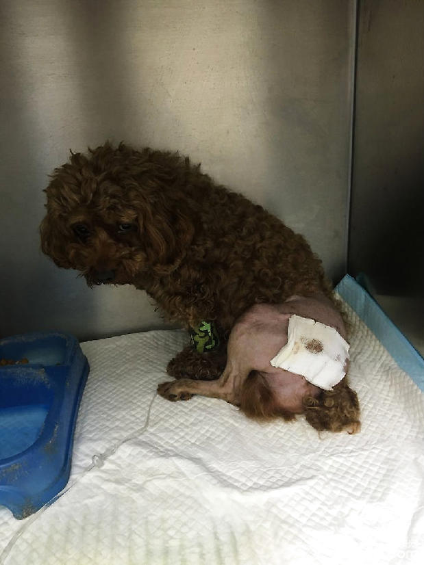 圖2 病犬精神略差 食欲不佳