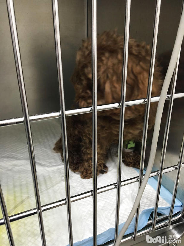 圖5 病犬右後肢傷口基本痊愈