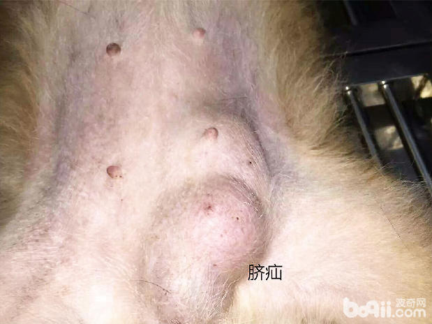 狗狗臍疝