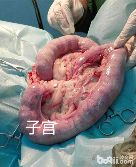 狗狗子宮蓄膿