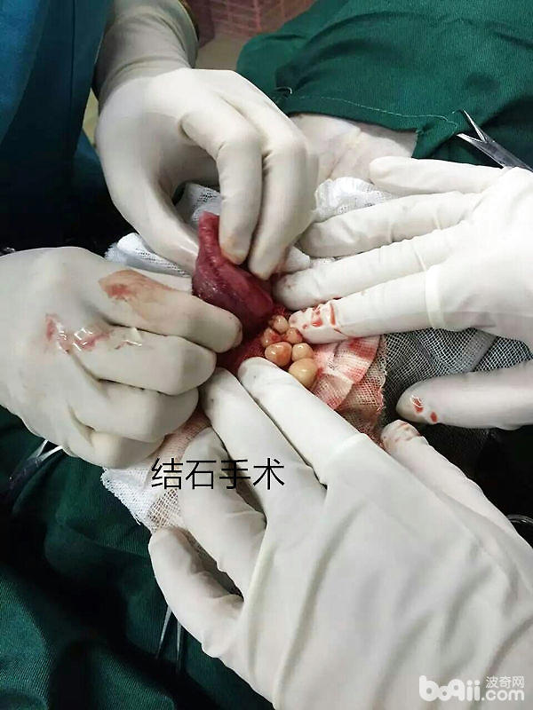 狗狗膀胱結石