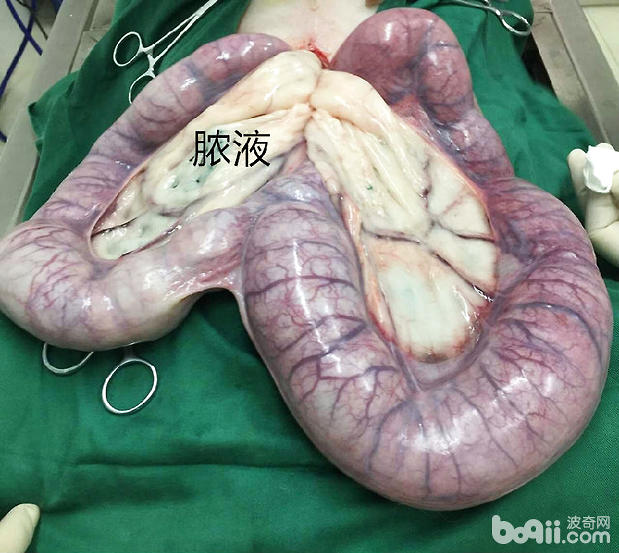 狗狗子宮蓄膿