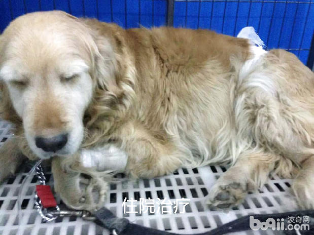 患子宮蓄膿的病犬