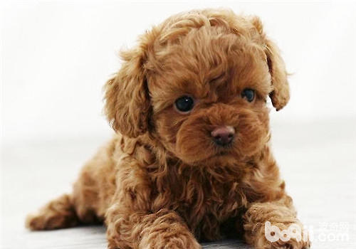 泰迪犬