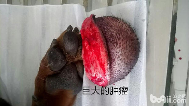 切除的腫瘤