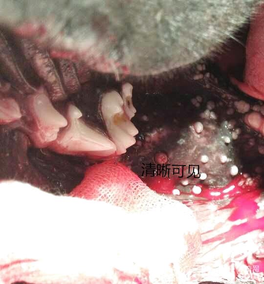 肉芽清晰可見