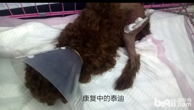 術後的泰迪犬
