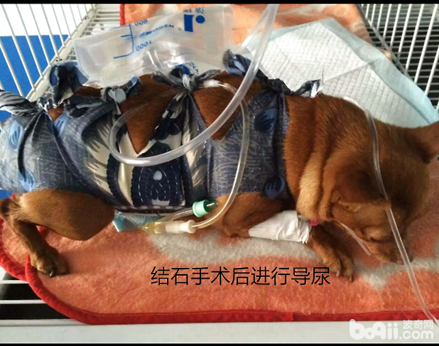 術後導尿
