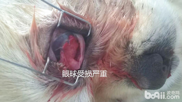 受損嚴重的眼球
