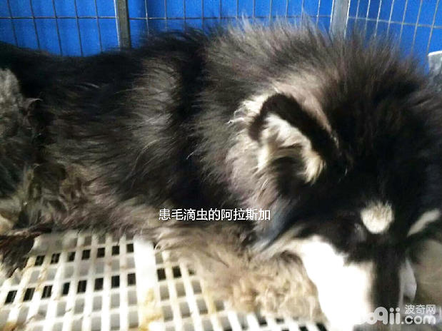 患毛滴蟲的阿拉斯加