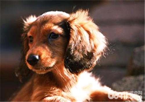 臘腸犬
