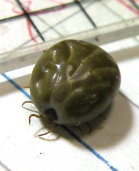 圖3 吸飽血的長角血蜱