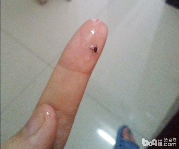 圖4 塗抹酒精後取下的長角血蜱