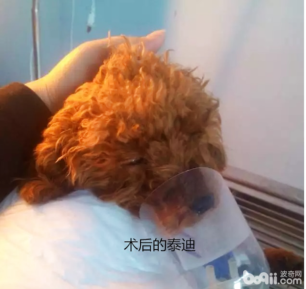 做完手術後的泰迪犬