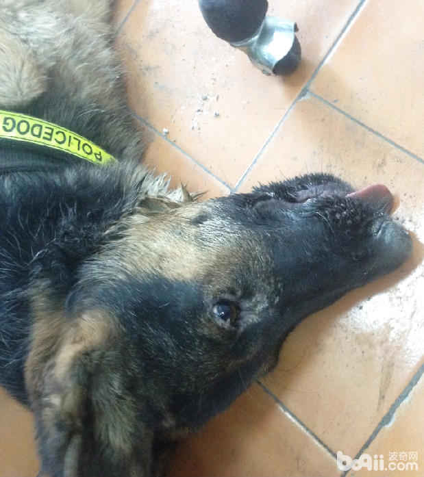 中毒德國牧羊犬，表現舌部麻痺。