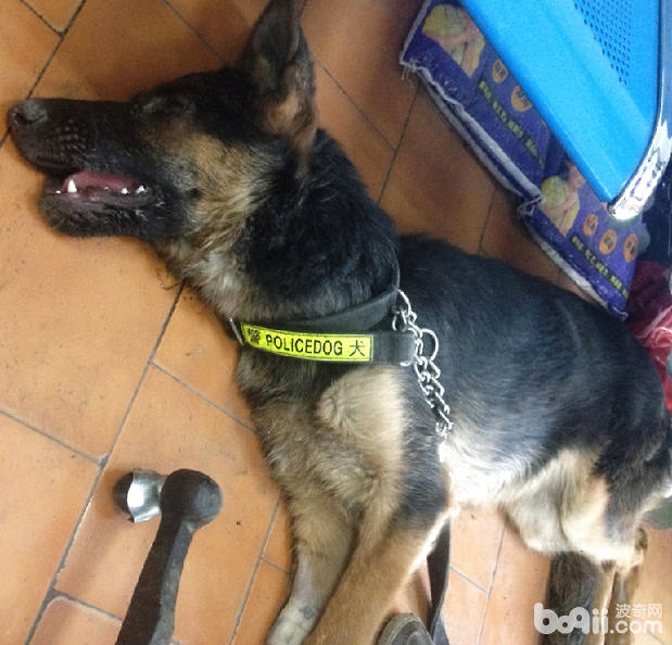 中毒德國牧羊犬，倒地不起。