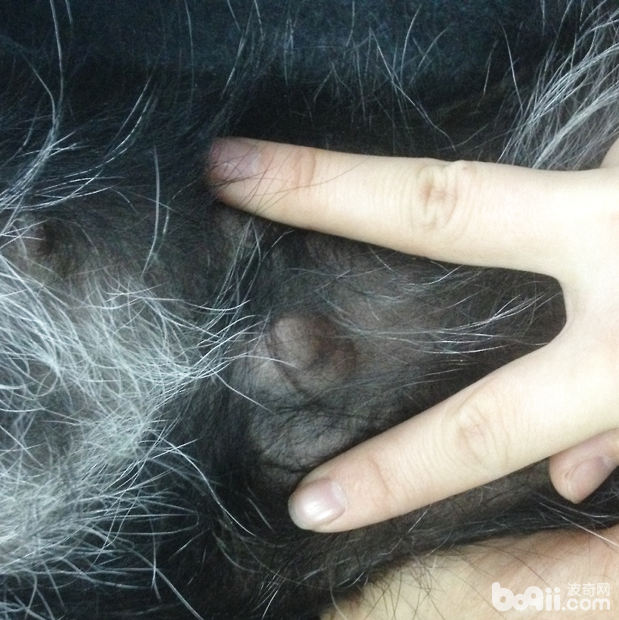另一臍疝犬，臍部有一突起，內容物不能還納腹腔內，不能觸摸到疝孔。