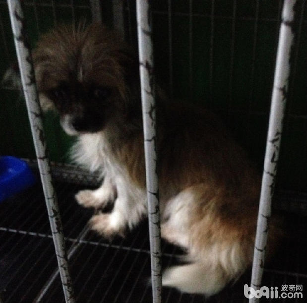 患有臍疝犬，被救助的流浪犬吉祥