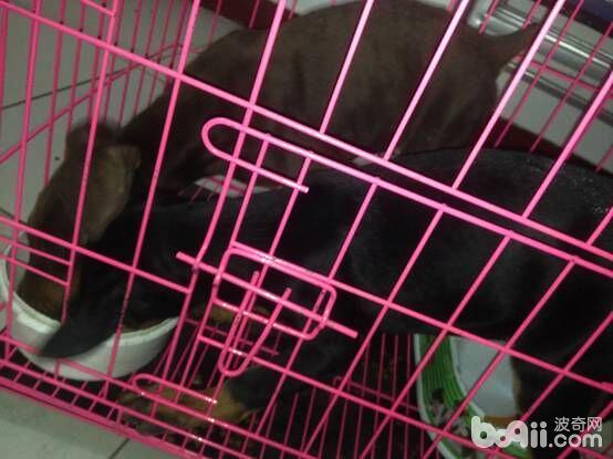 2月齡杜賓犬，耳朵非直立狀態，兩耳朵下垂。