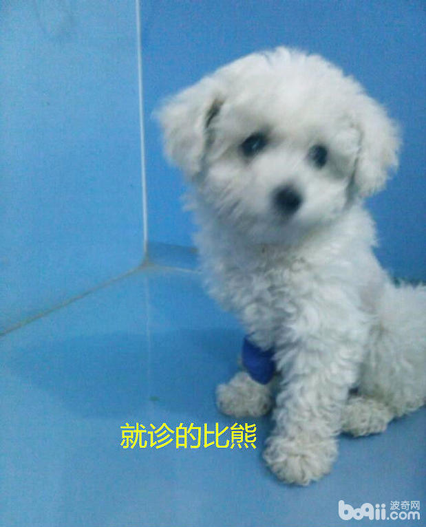 就診的比熊犬