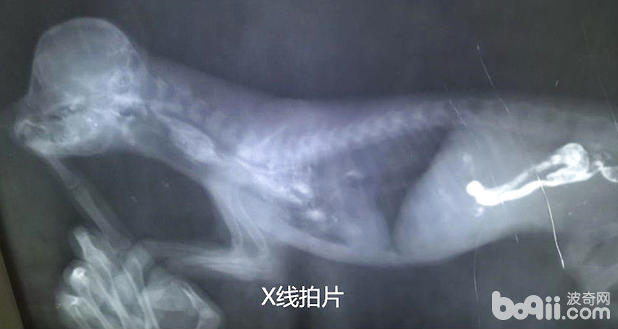 病犬的X片