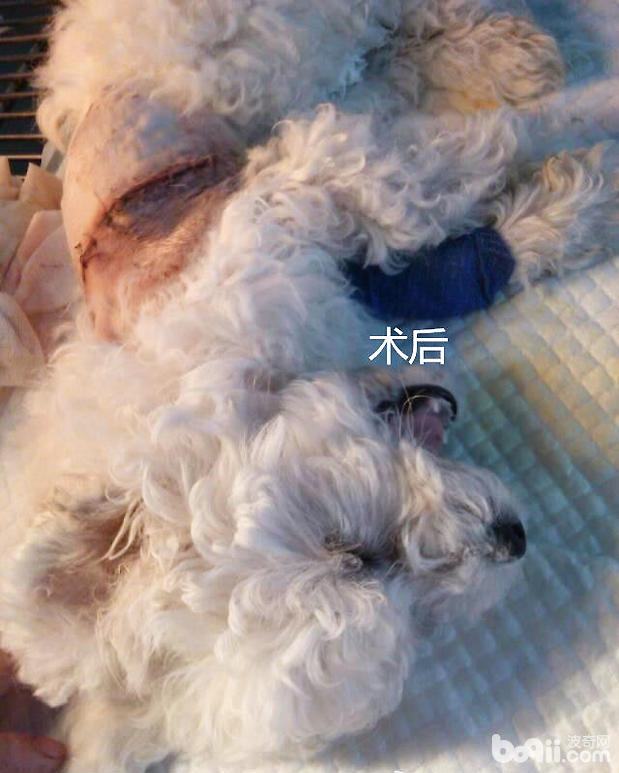 結束手術的病犬