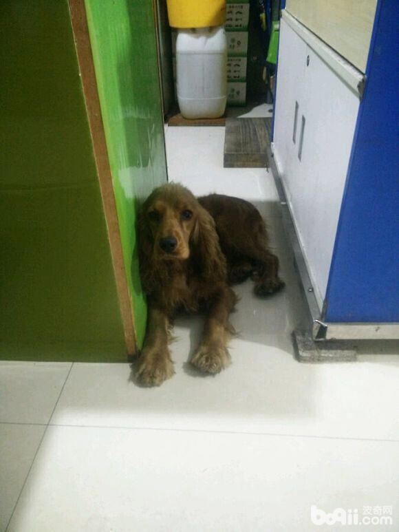 圖3 患犬精神恢復適宜手術