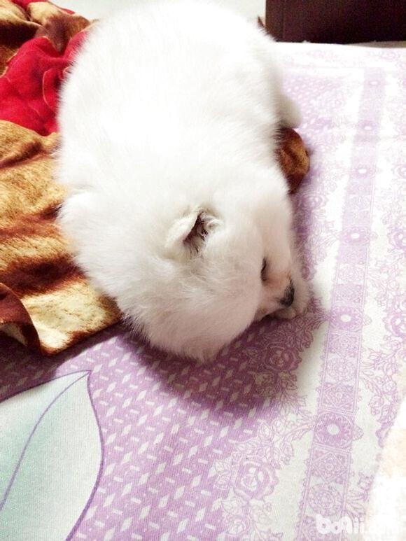 圖3 患病博美犬