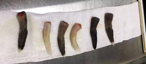 止血鉗法斷掉的幼犬尾巴。