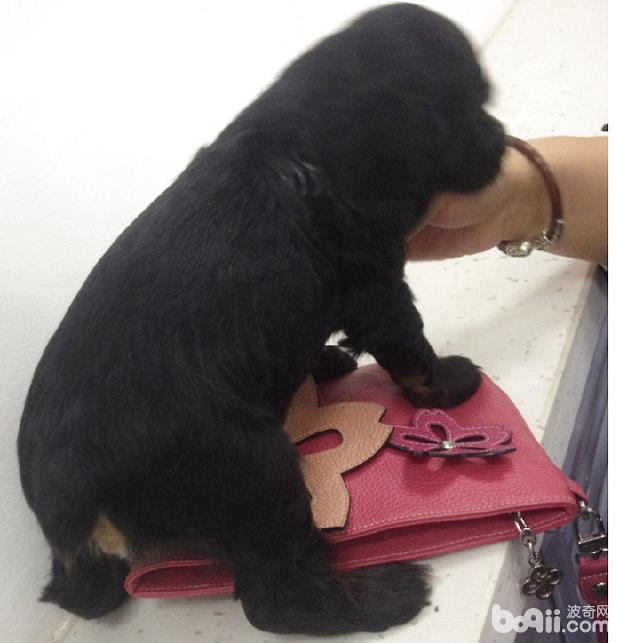 斷尾品種犬：可卡