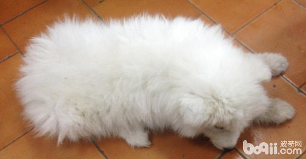 患病薩摩犬，精神沉郁