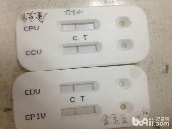 患病薩摩金豆豆的傳染病檢測結果，顯示為陰性。