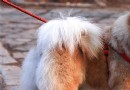一例松獅串犬的口炎病例分析