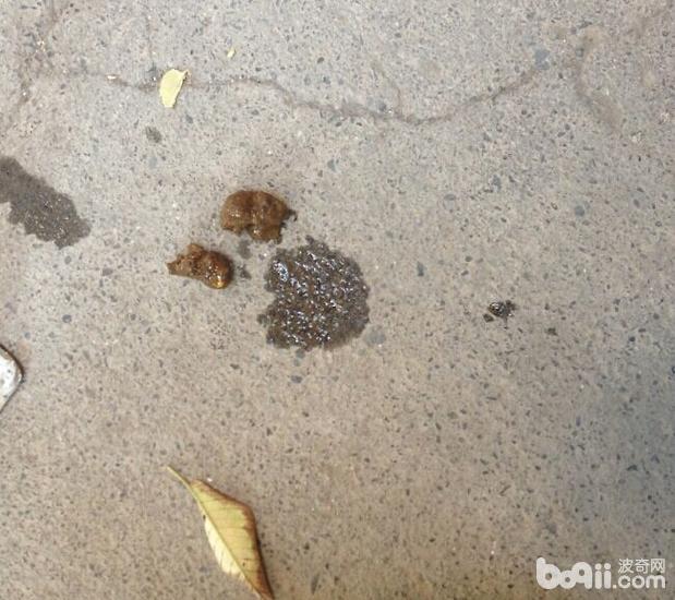患病犬最終排出的便。
