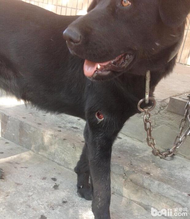 患病犬右前腿，肘關節處以圓形傷口，外觀可看到蠅蛆在內活動。