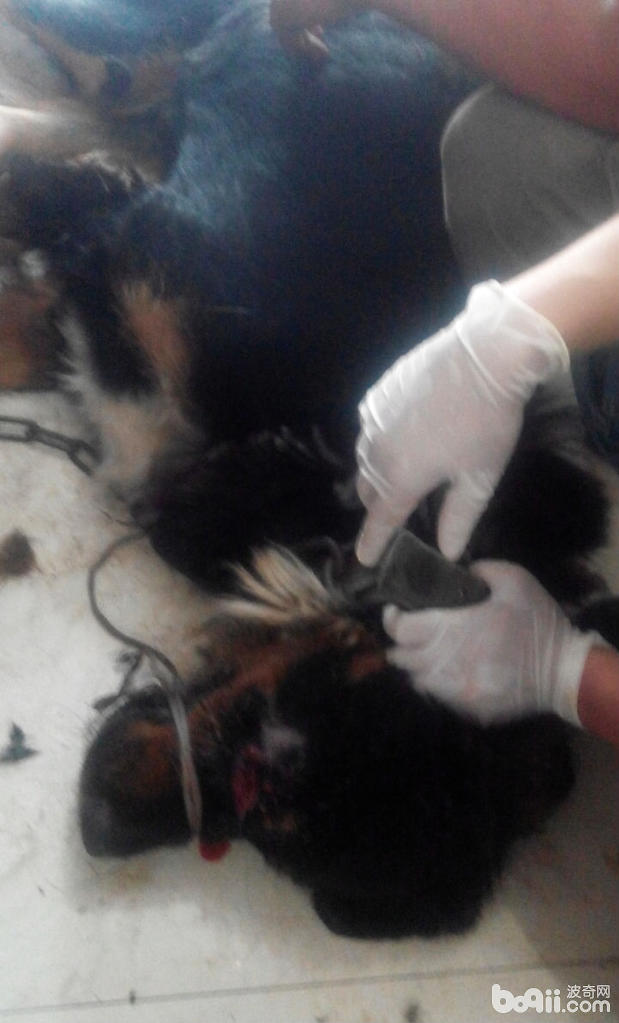 患病犬，藏獒，患病犬用於看護煤場。受傷數十天，主人未發現，發現時眼部已經生蛆，因該犬性格猛烈，麻醉後清理眼部蠅蛆。