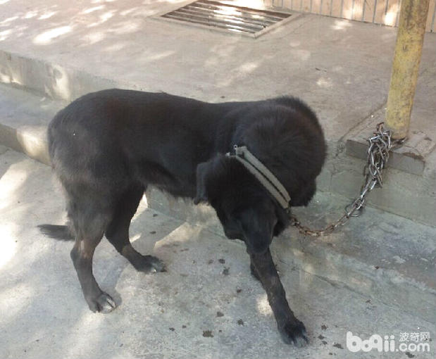 由於蠅蛆刺激，患病犬舔咬傷口處。