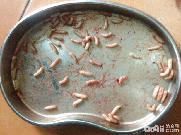 患病犬眼部取出的蛆，正在活動。