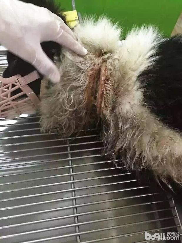 邊牧的傷口