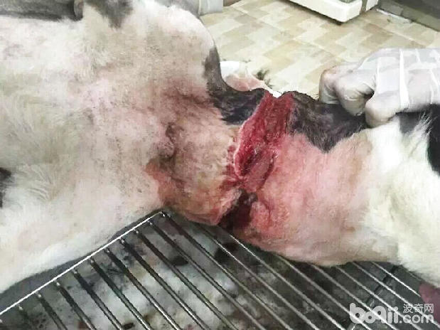 將傷口周圍的毛剃干淨