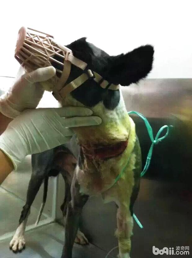 邊牧傷口