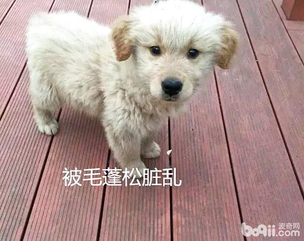 被毛髒亂的狗狗