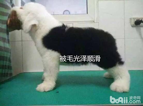 被毛順滑的狗狗