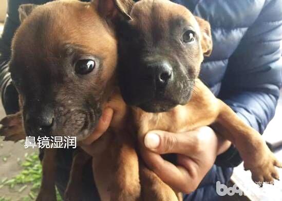 鼻鏡濕潤的狗狗