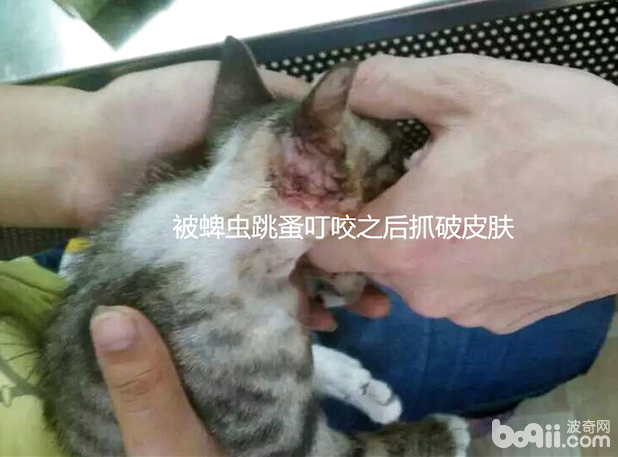 被跳蚤咬的貓咪