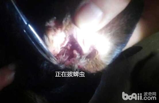 正在拔蜱蟲