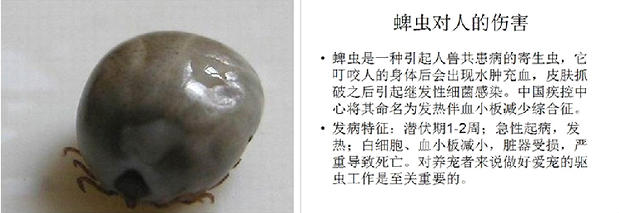 蜱蟲介紹